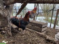 Mix Junghähne suchen neues Zuhause