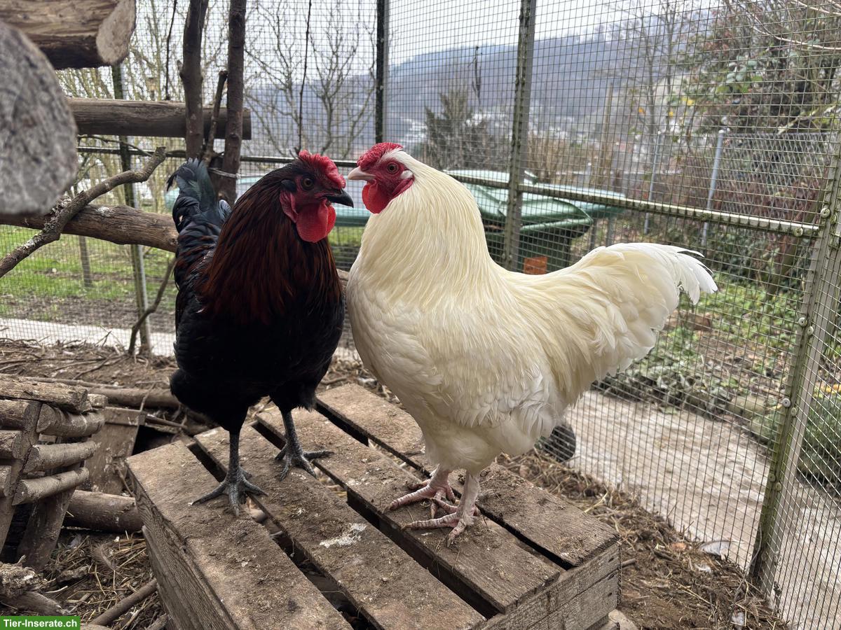 Bild 2: Mix Junghähne suchen neues Zuhause