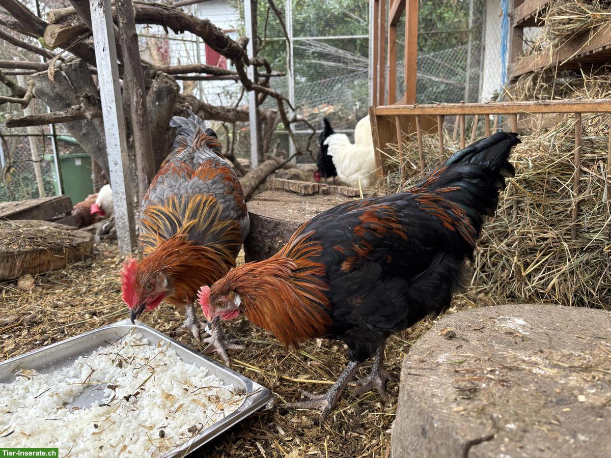 Bild 3: Mix Junghähne suchen neues Zuhause