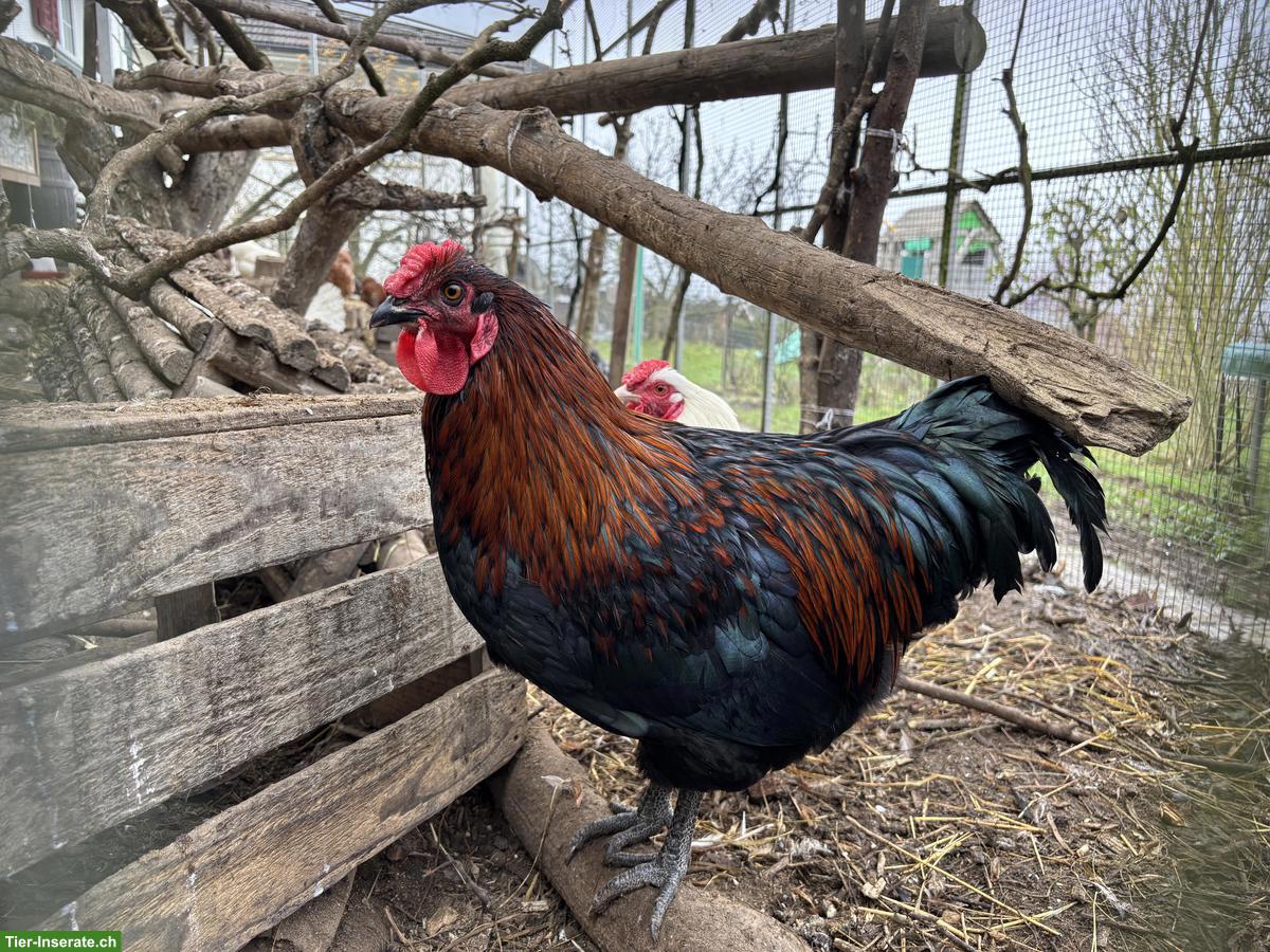 Bild 4: Mix Junghähne suchen neues Zuhause