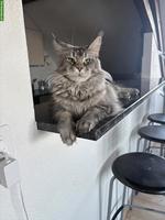 Reinrassige Maine Coon Katze sucht Einzelplatz