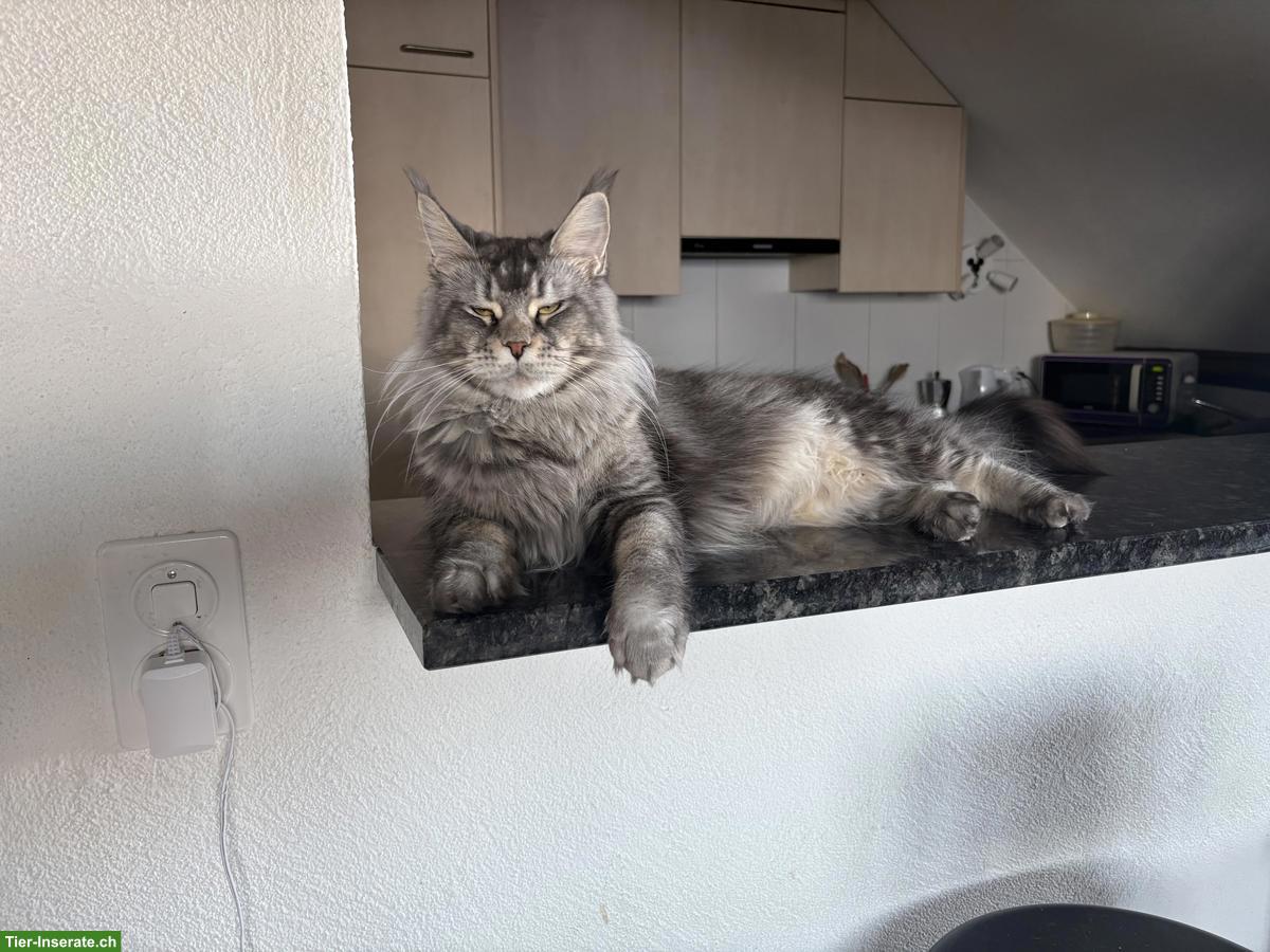 Bild 2: Reinrassige Maine Coon Katze sucht Einzelplatz