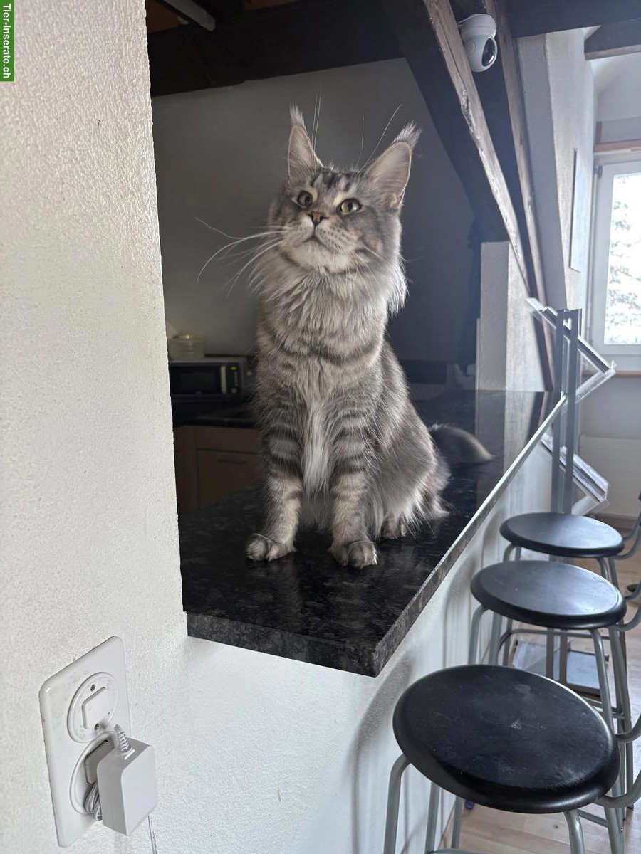 Bild 3: Reinrassige Maine Coon Katze sucht Einzelplatz