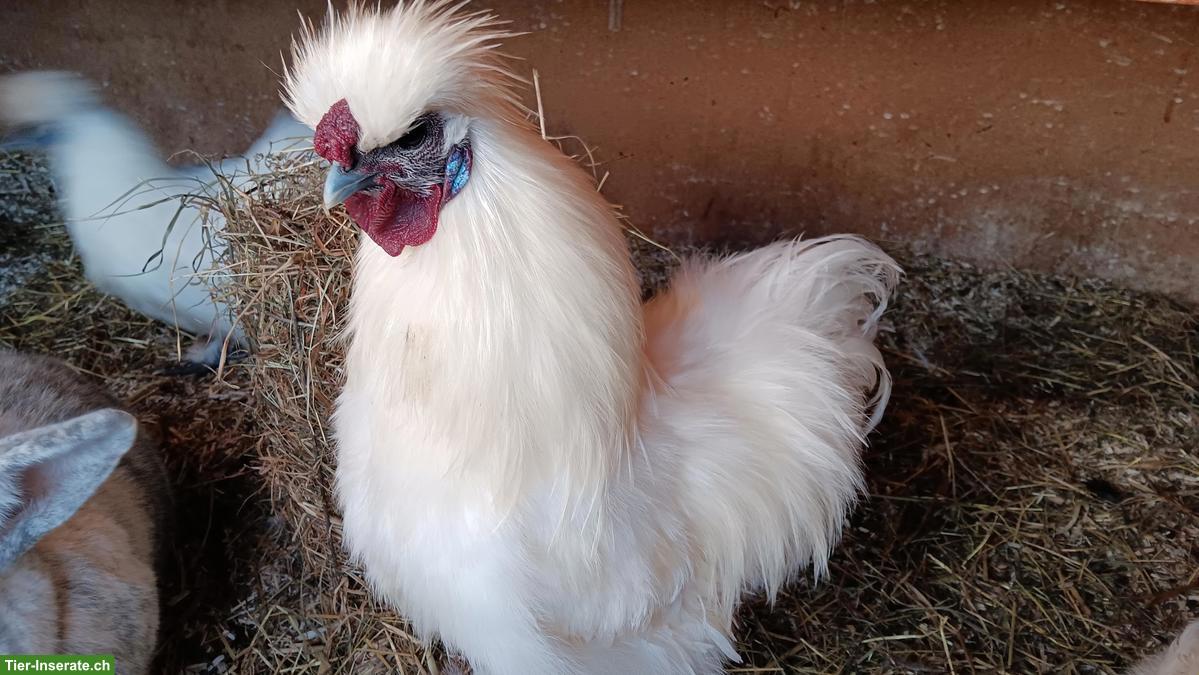 Seidenhuhn-Hahn sucht Hühnervolk
