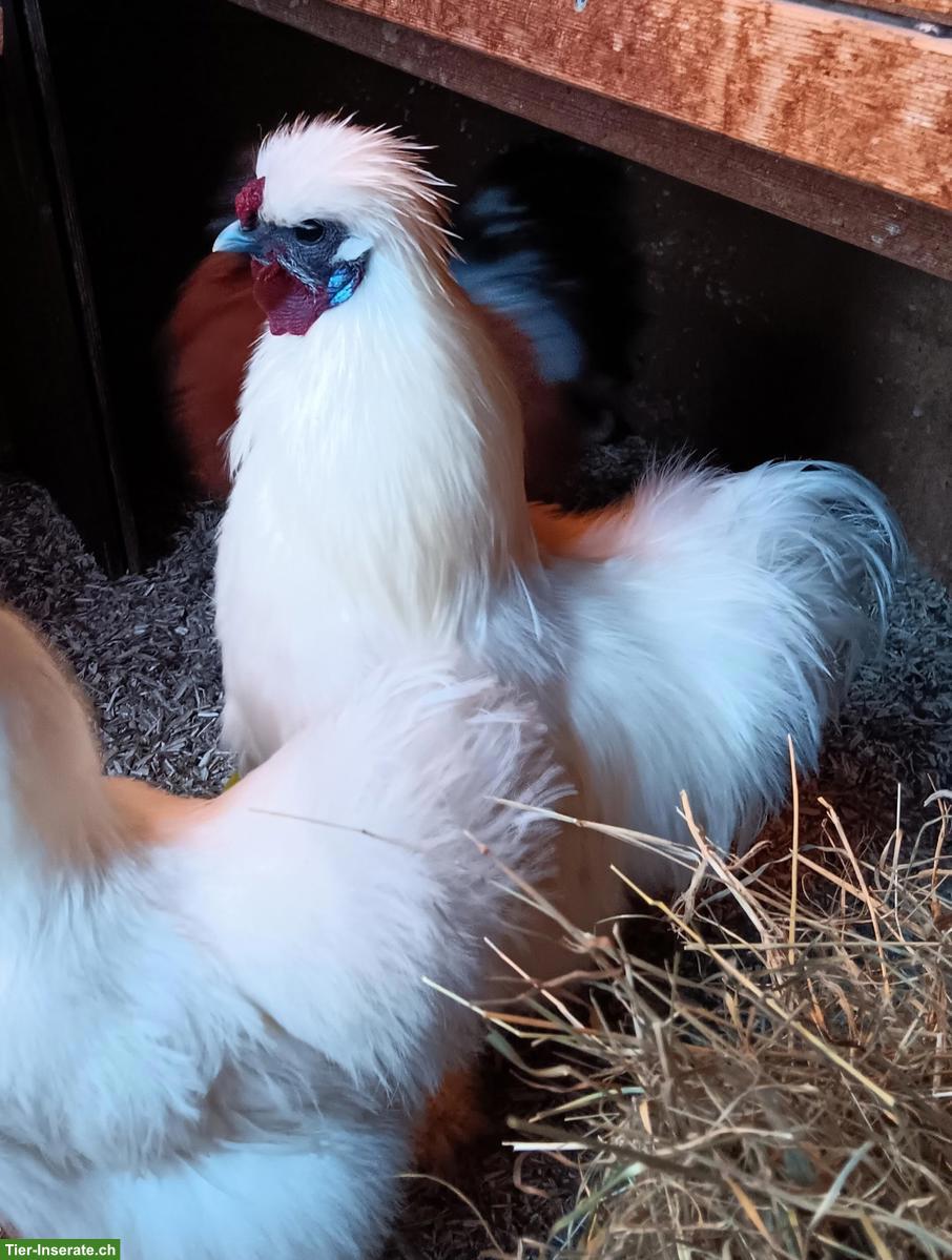 Bild 2: Seidenhuhn-Hahn sucht Hühnervolk