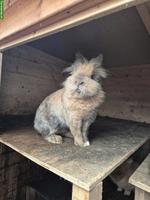 Männliches Löwenkopf Zwergkaninchen