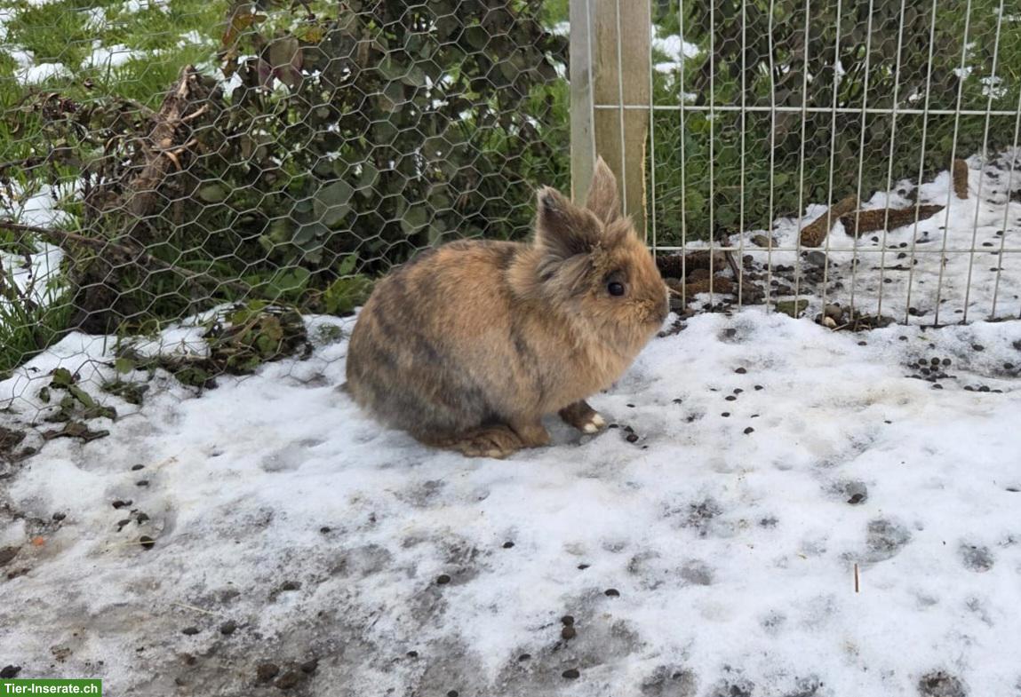 Bild 2: Männliches Löwenkopf Zwergkaninchen