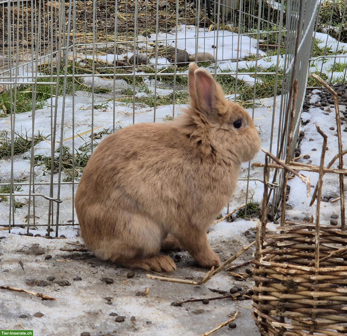 Löwenkopf Zwergkaninchen Männchen, kastriert