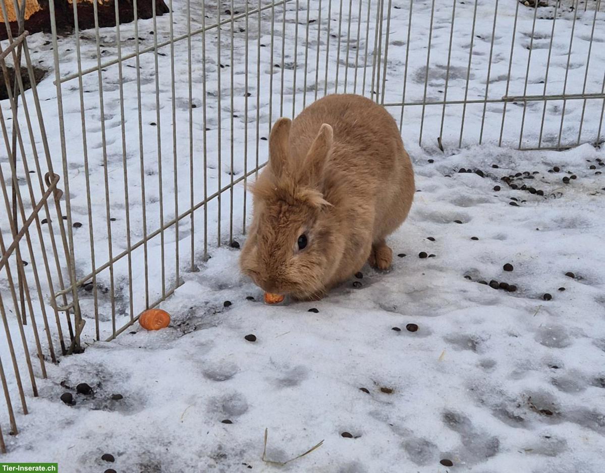 Bild 2: Löwenkopf Zwergkaninchen Männchen, kastriert