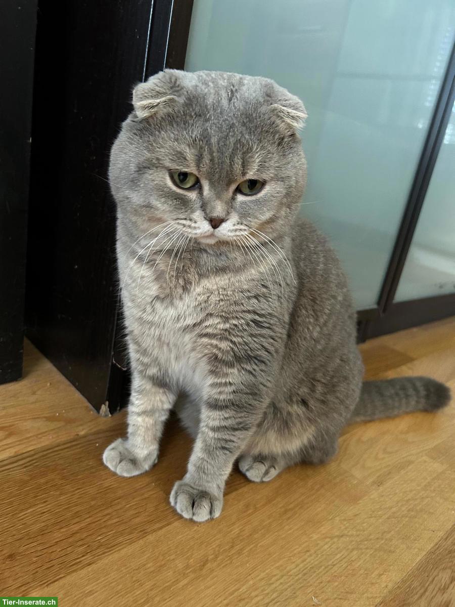 Artemis I. ein BKH / Scottish Fold Deckkater erwartet Ihren Besuch