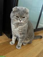 Artemis I. ein BKH / Scottish Fold Deckkater erwartet Ihren Besuch