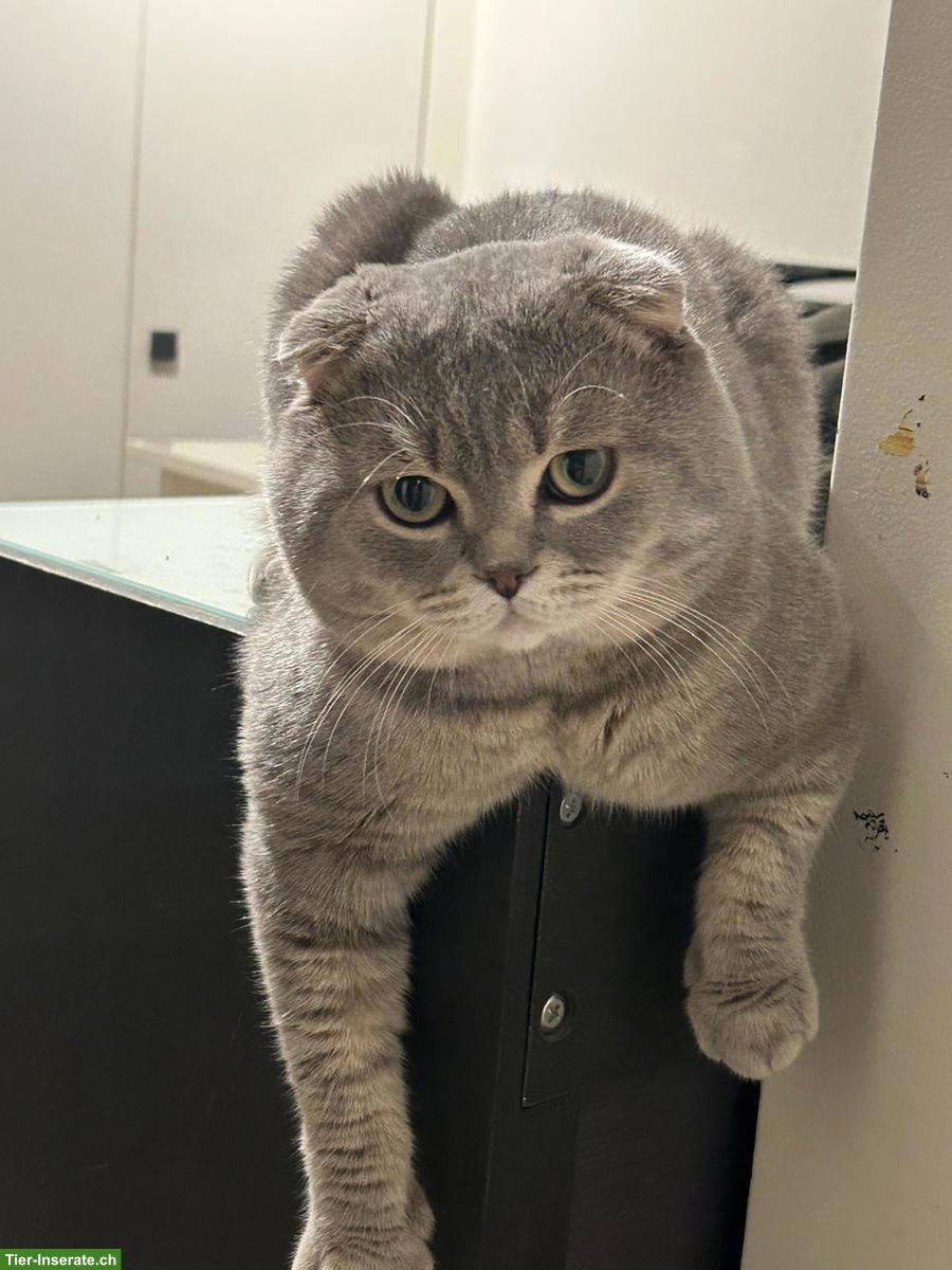 Bild 2: Artemis I. ein BKH / Scottish Fold Deckkater erwartet Ihren Besuch