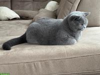 BKH Katze Blue, 2-jährig