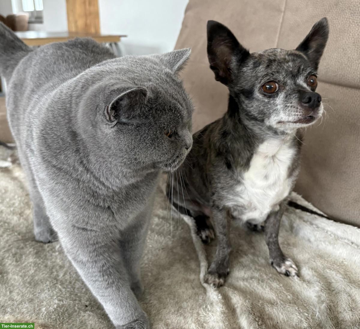 Bild 2: BKH Katze Blue, 2-jährig