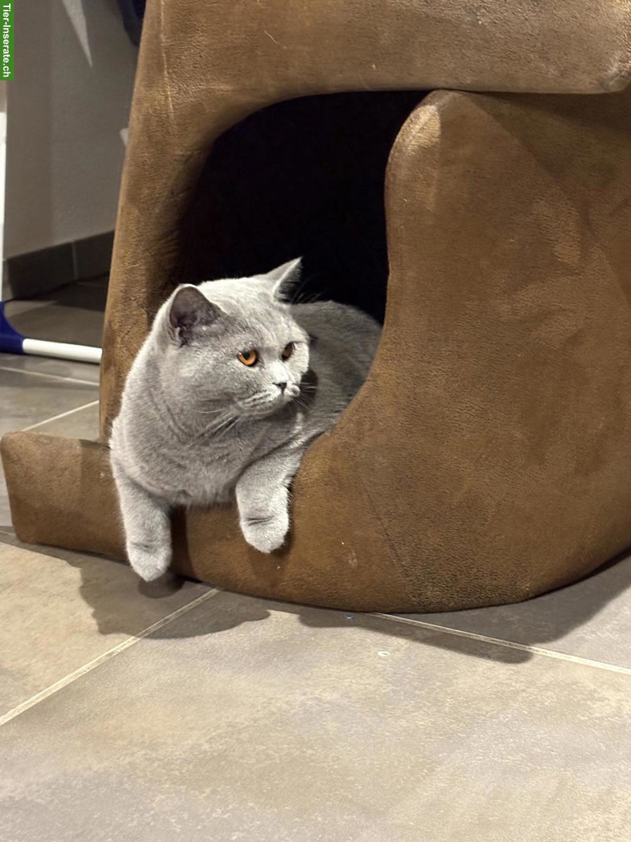 Bild 3: BKH Katze Blue, 2-jährig