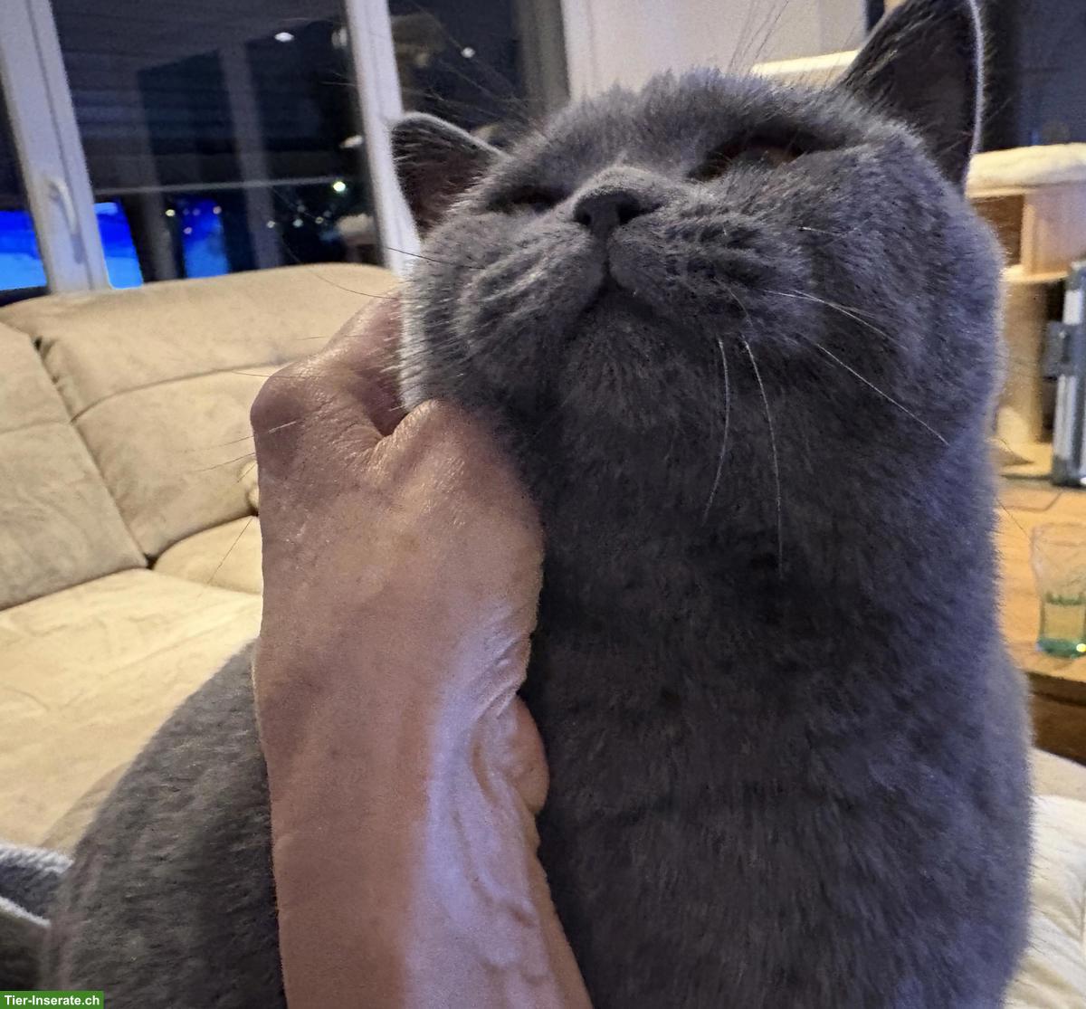 Bild 5: BKH Katze Blue, 2-jährig