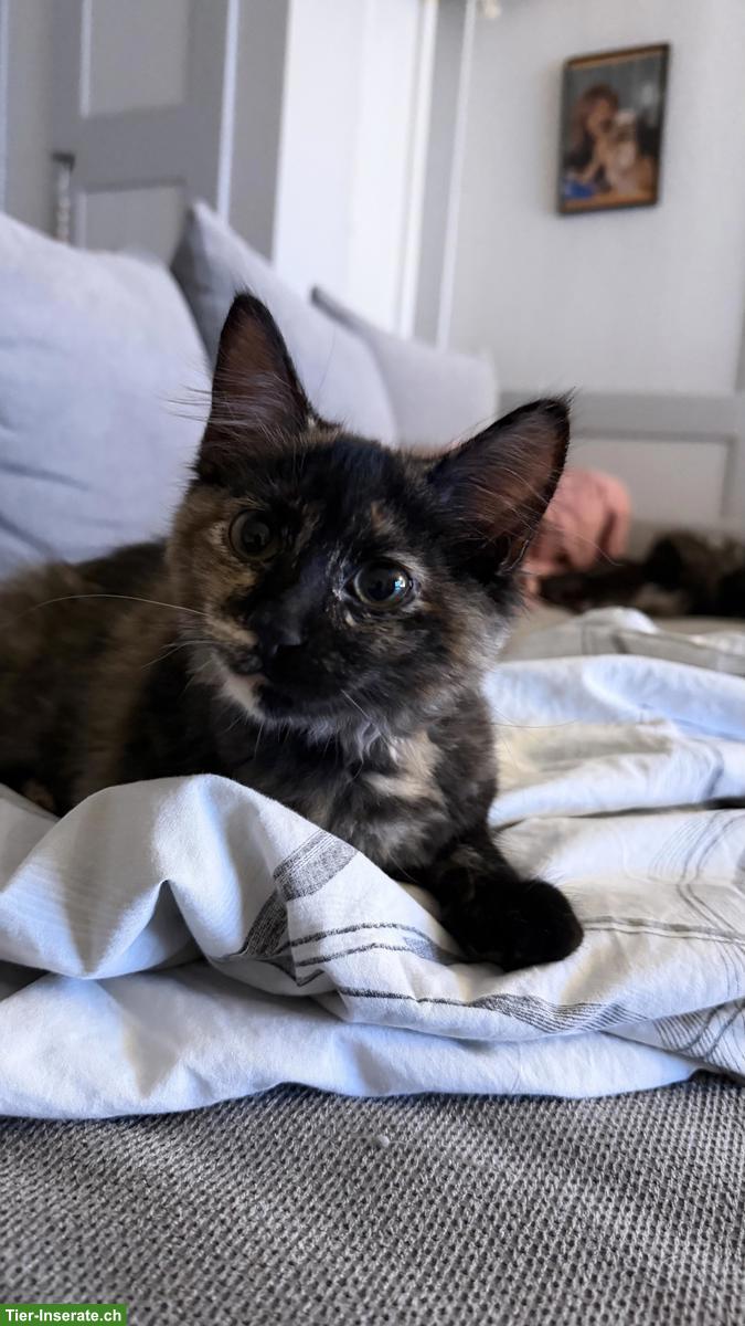 Maine Coon x Sibirer Mix Kitten