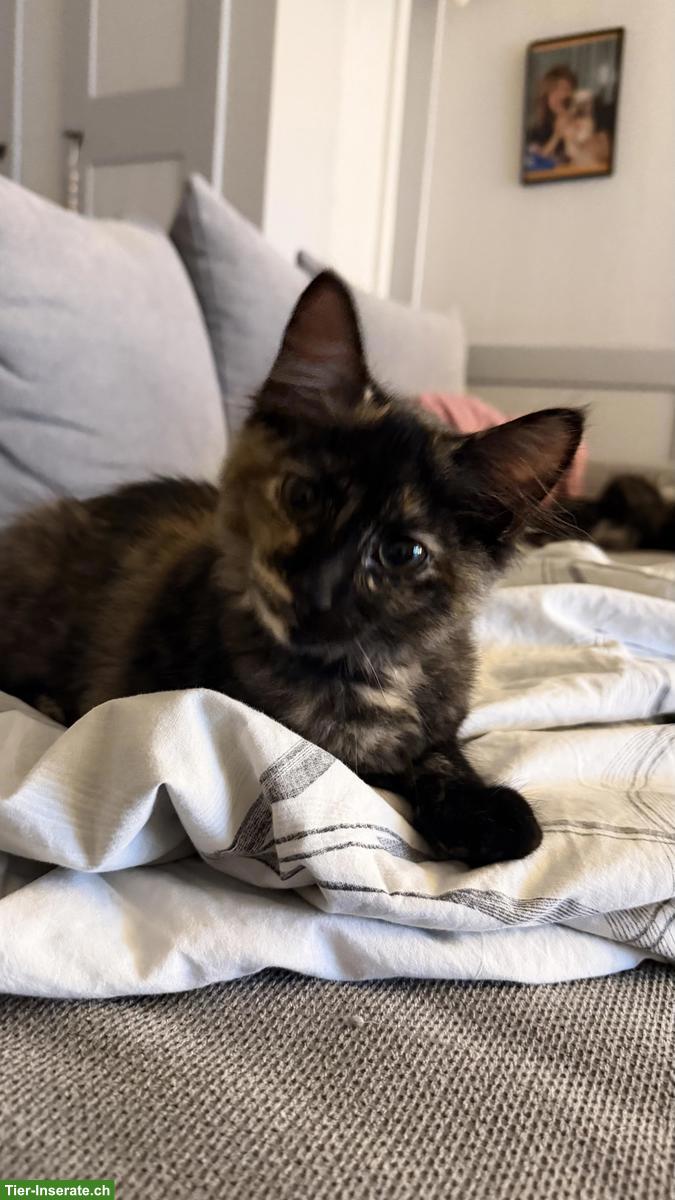 Bild 2: Maine Coon x Sibirer Mix Kitten