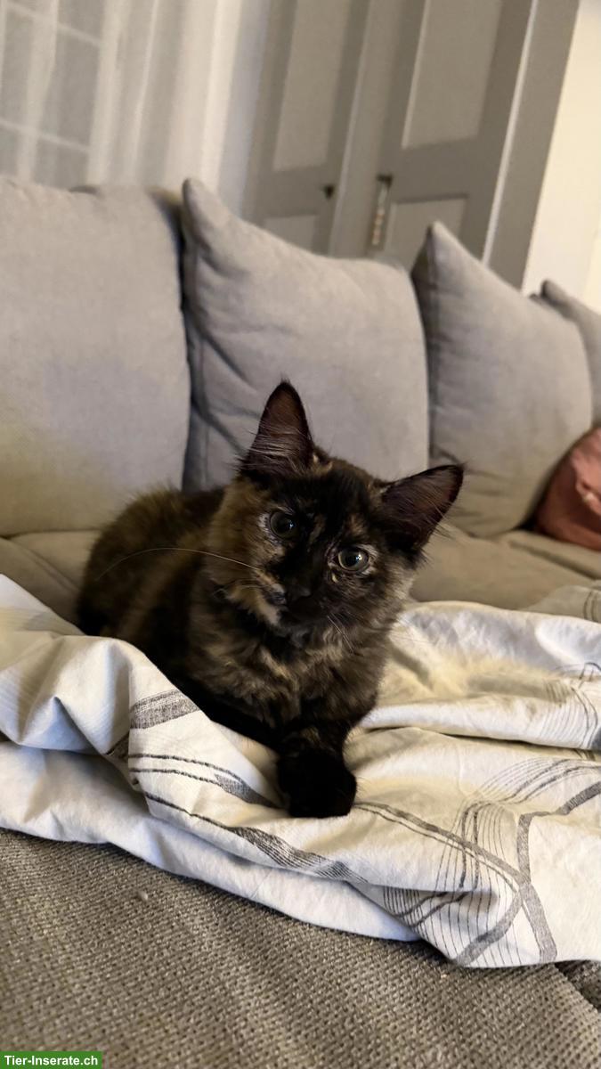 Bild 3: Maine Coon x Sibirer Mix Kitten