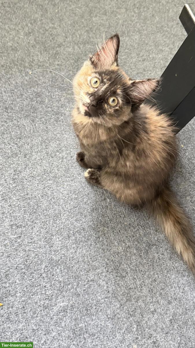 Bild 4: Maine Coon x Sibirer Mix Kitten