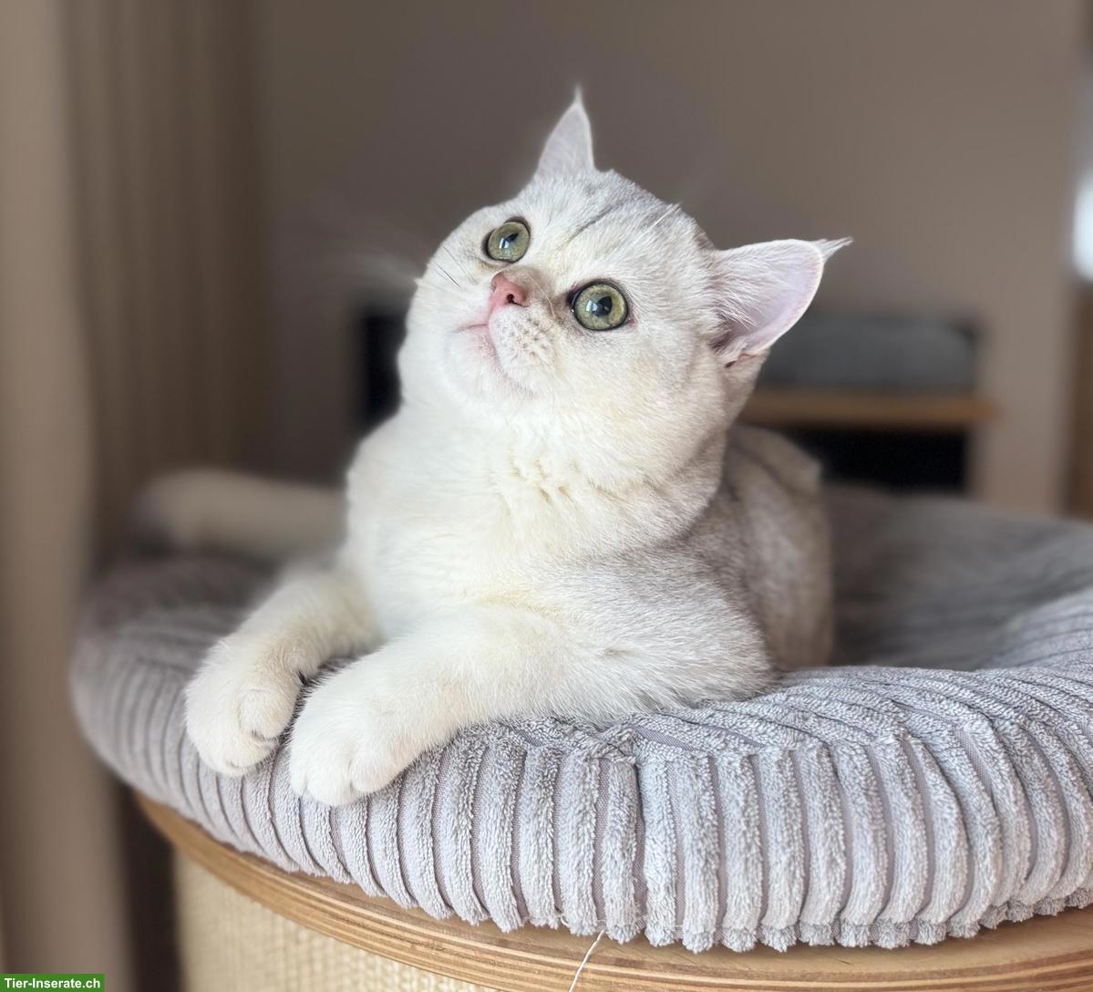 Britisch Kurzhaar mit Stammbaum, knapp 4-jährig