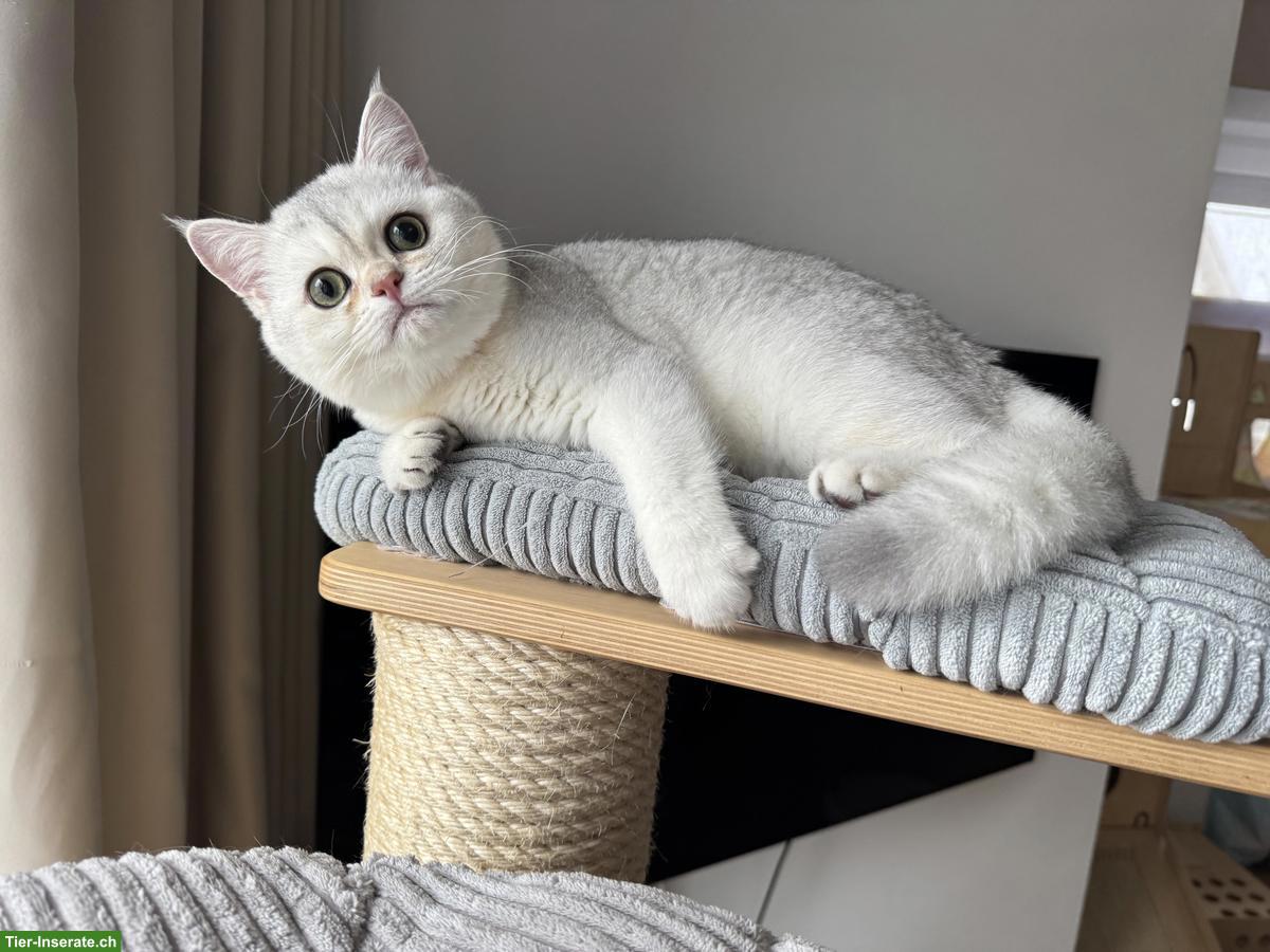 Bild 2: Britisch Kurzhaar mit Stammbaum, knapp 4-jährig