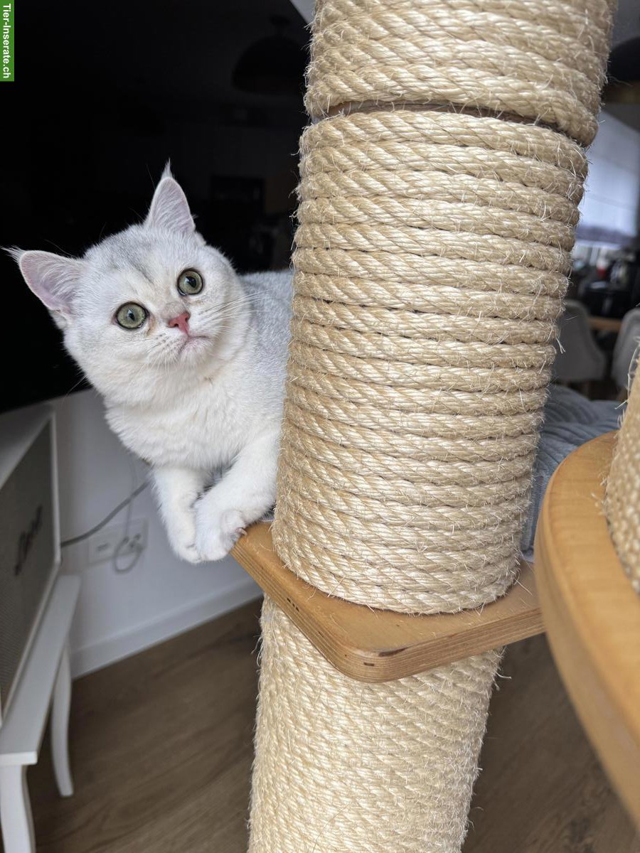 Bild 4: Britisch Kurzhaar mit Stammbaum, knapp 4-jährig