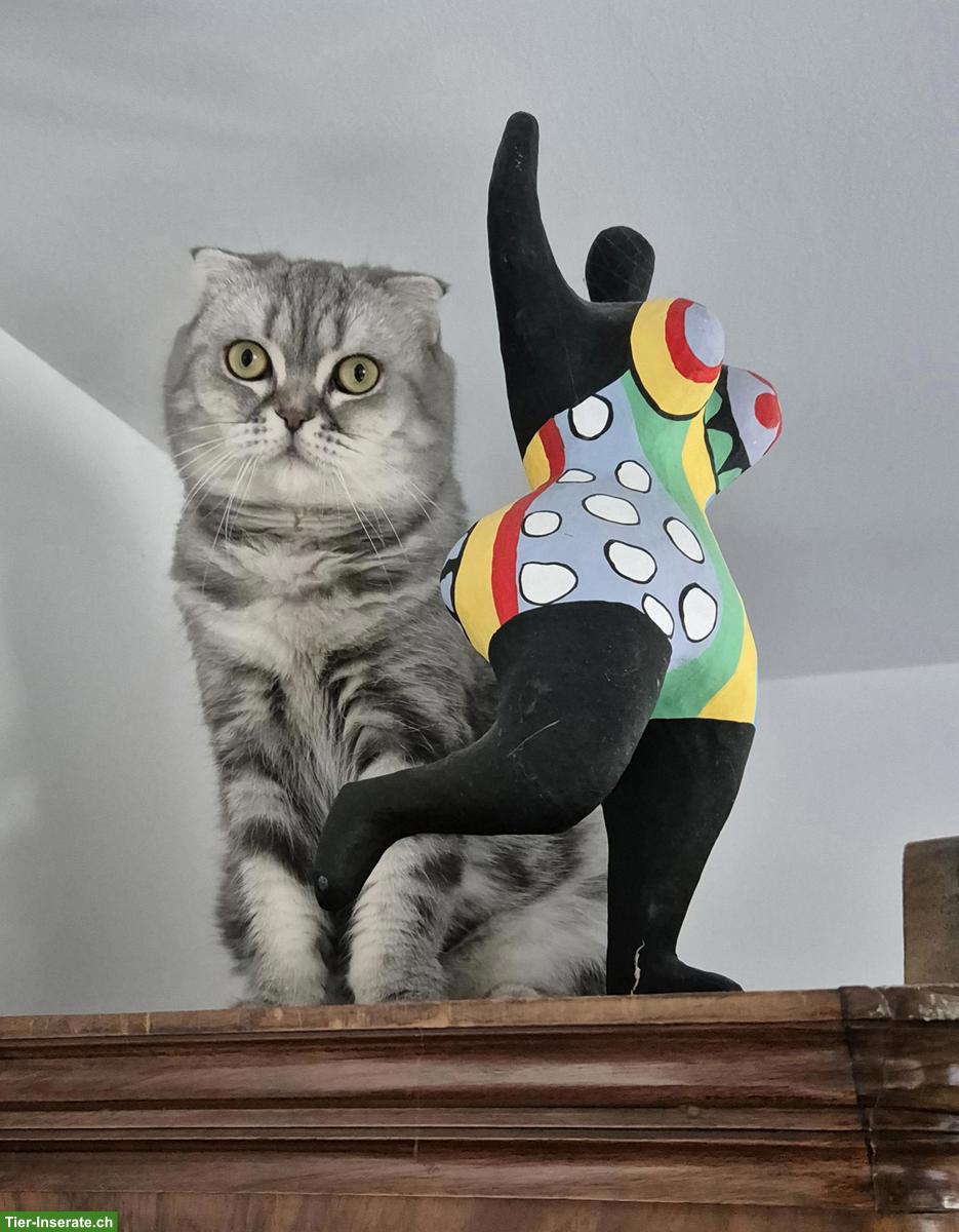 Britisch Kurzhaar Katze / Scottisch Fold sucht neues Zuhause