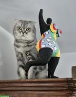 Britisch Kurzhaar Katze / Scottisch Fold sucht neues Zuhause