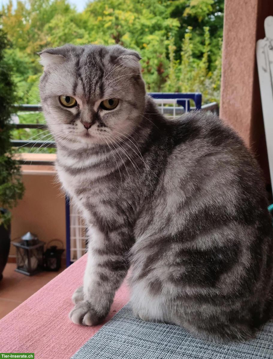 Bild 3: Britisch Kurzhaar Katze / Scottisch Fold sucht neues Zuhause