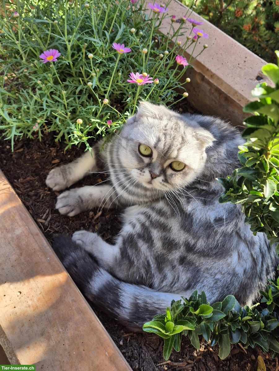 Bild 4: Britisch Kurzhaar Katze / Scottisch Fold sucht neues Zuhause