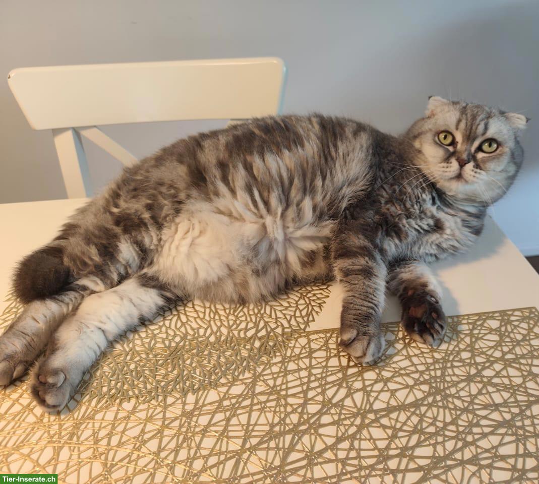 Bild 5: Britisch Kurzhaar Katze / Scottisch Fold sucht neues Zuhause