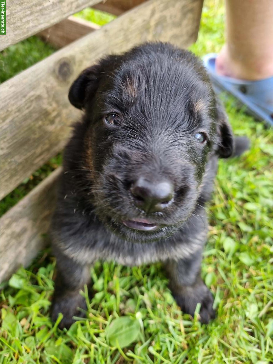 Wurfankündigung Altdeutscher Schäferhund
