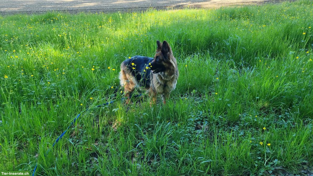 Bild 2: Wurfankündigung Altdeutscher Schäferhund