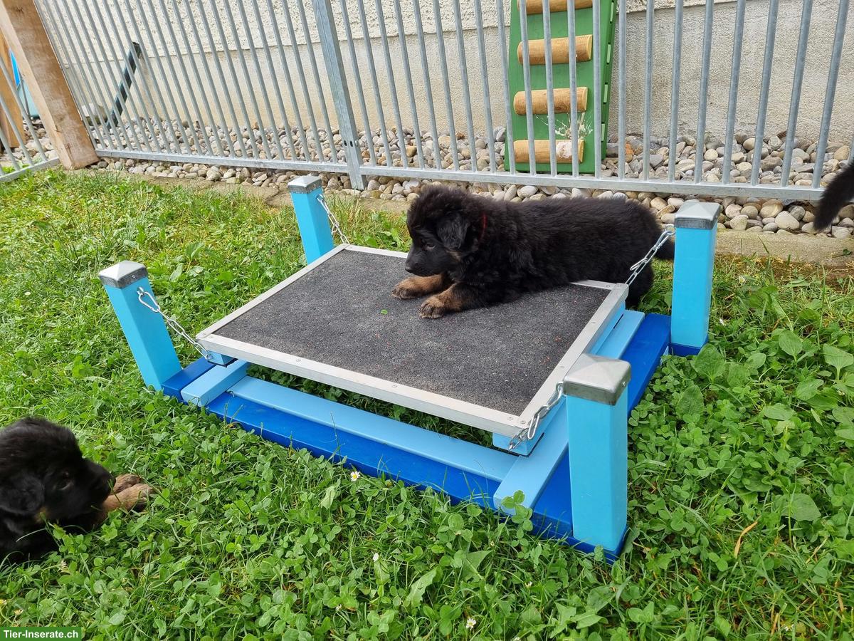 Bild 3: Wurfankündigung Altdeutscher Schäferhund