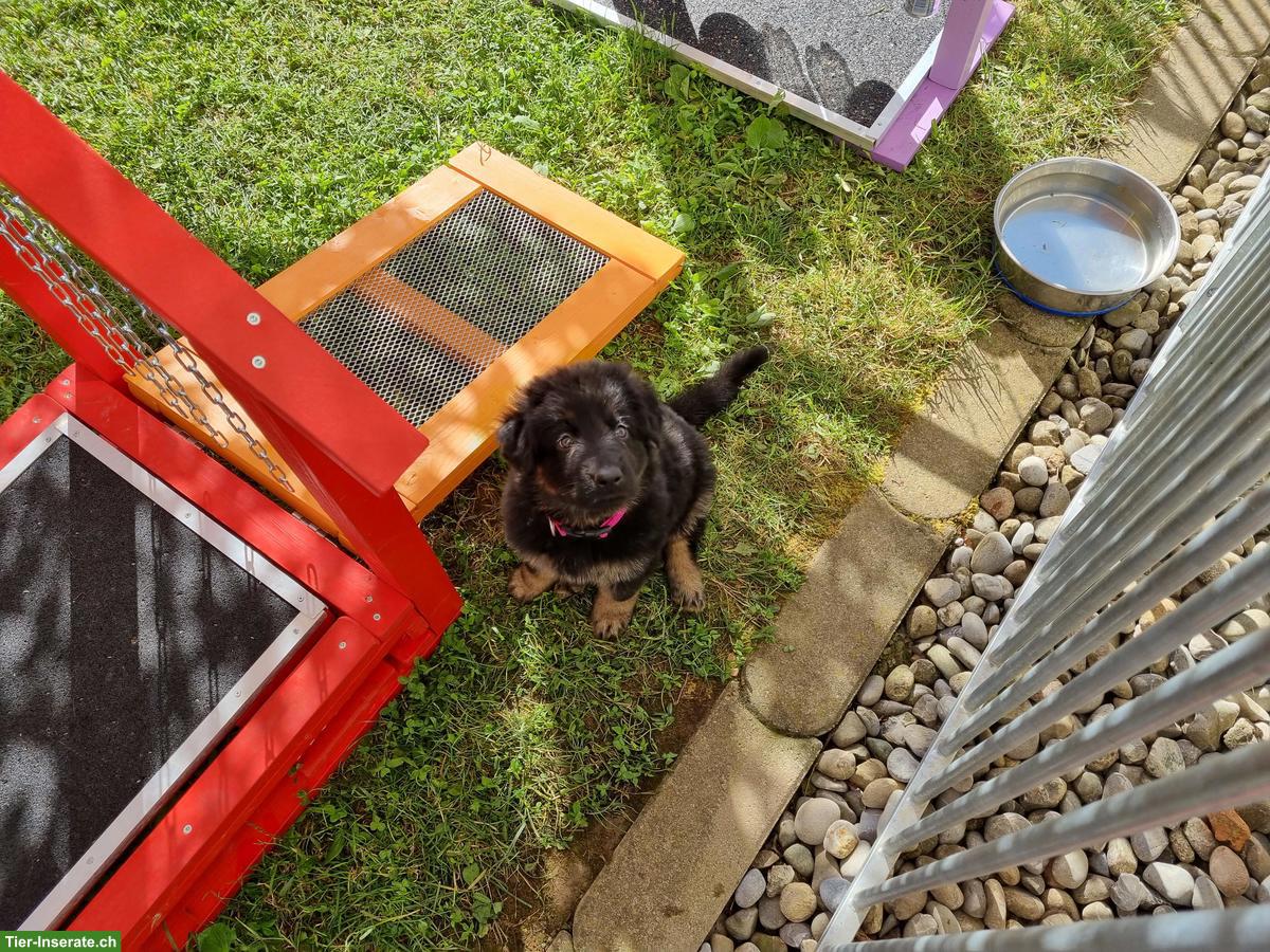 Bild 4: Wurfankündigung Altdeutscher Schäferhund