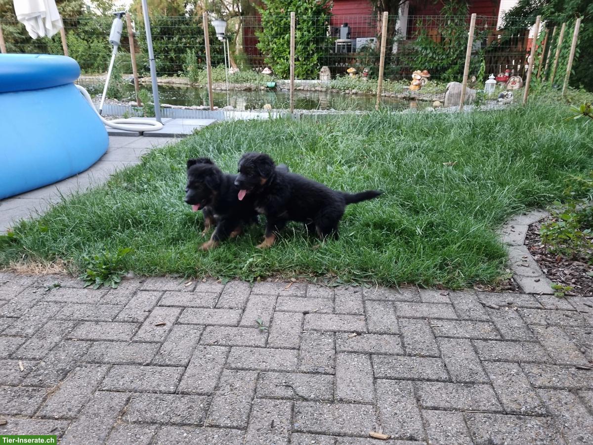 Bild 5: Wurfankündigung Altdeutscher Schäferhund