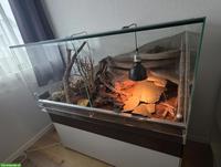 3 Leopardgeckos mit Terrarium und Zubehör