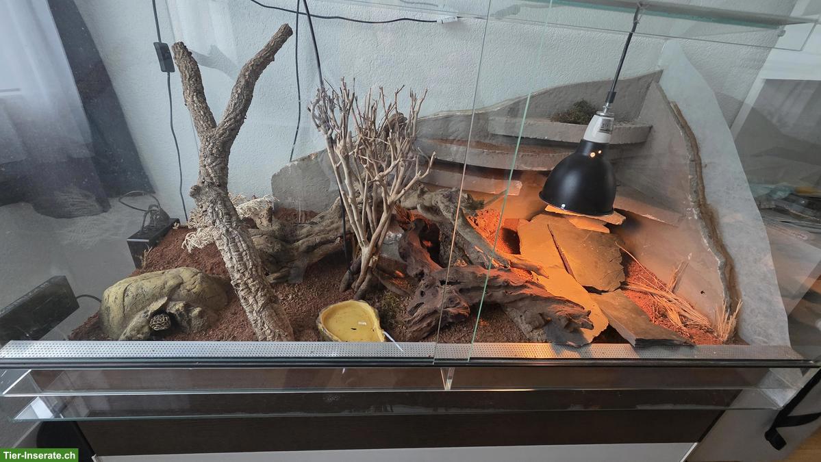 Bild 2: 3 Leopardgeckos mit Terrarium und Zubehör