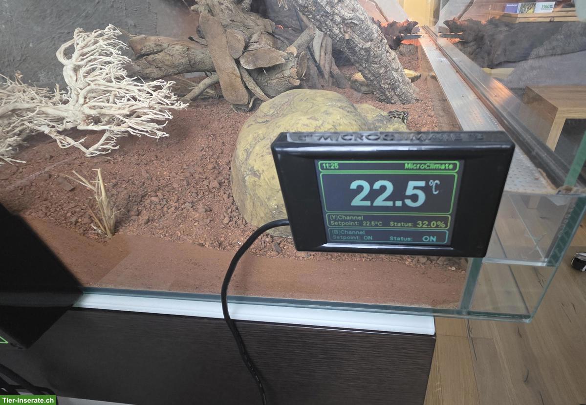 Bild 3: 3 Leopardgeckos mit Terrarium und Zubehör