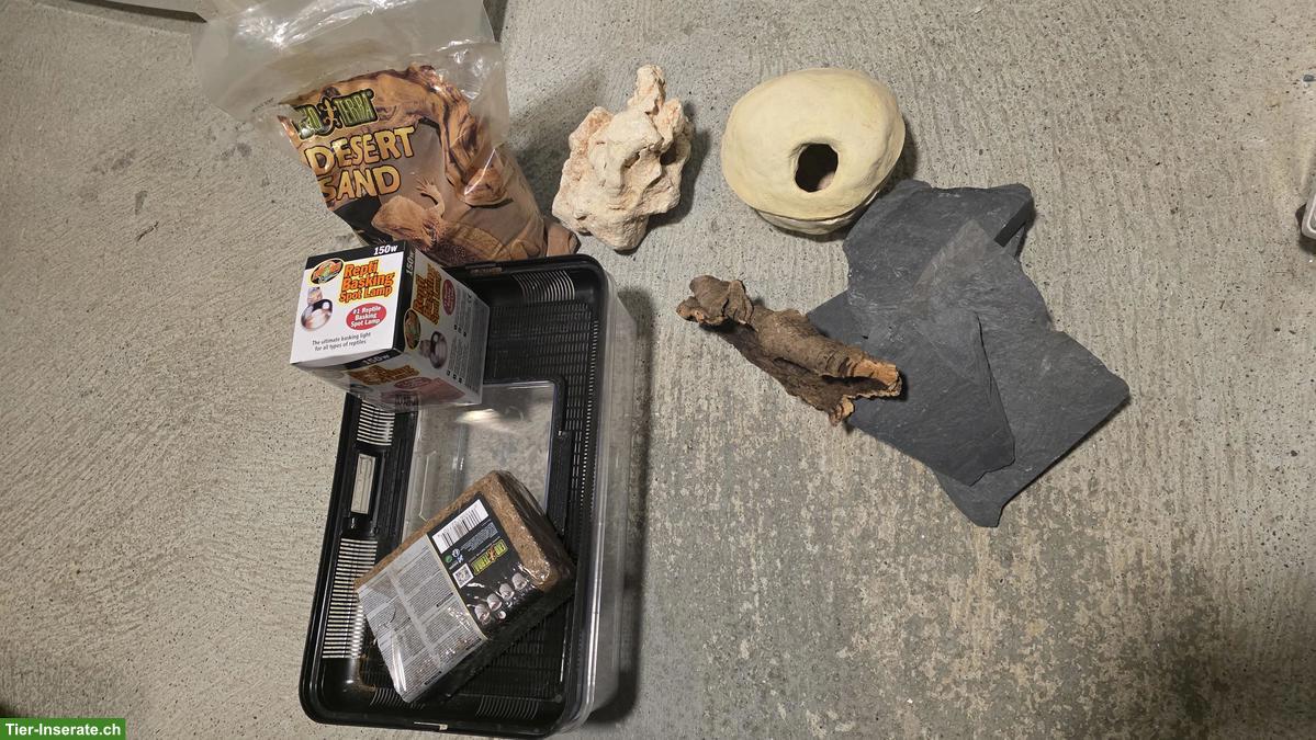 Bild 4: 3 Leopardgeckos mit Terrarium und Zubehör