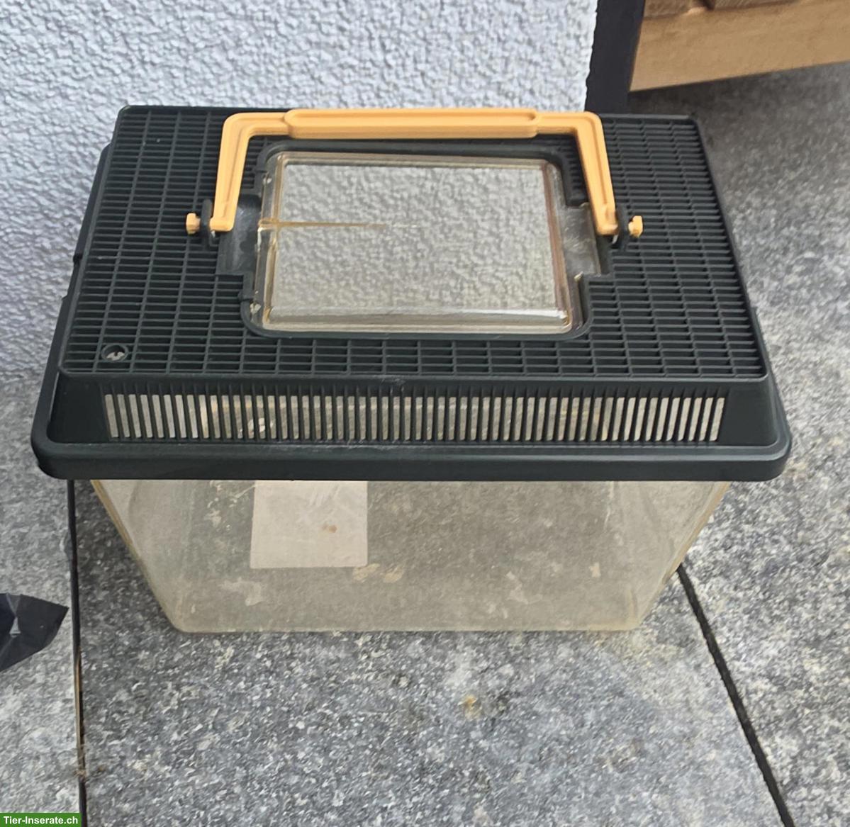 Bild 5: 3 Leopardgeckos mit Terrarium und Zubehör