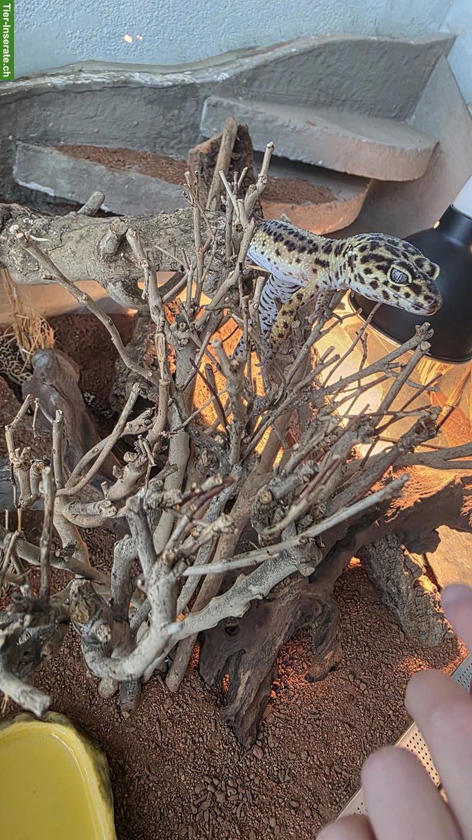 Bild 6: 3 Leopardgeckos mit Terrarium und Zubehör