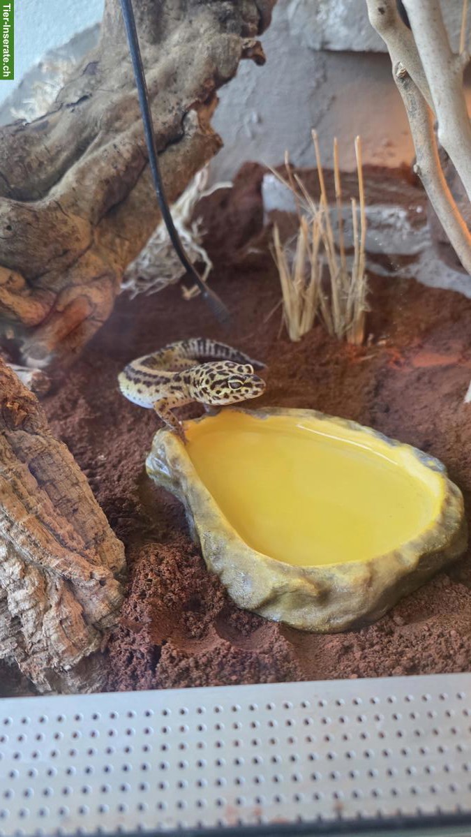 Bild 7: 3 Leopardgeckos mit Terrarium und Zubehör