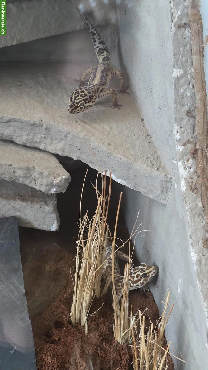 Bild 8: 3 Leopardgeckos mit Terrarium und Zubehör