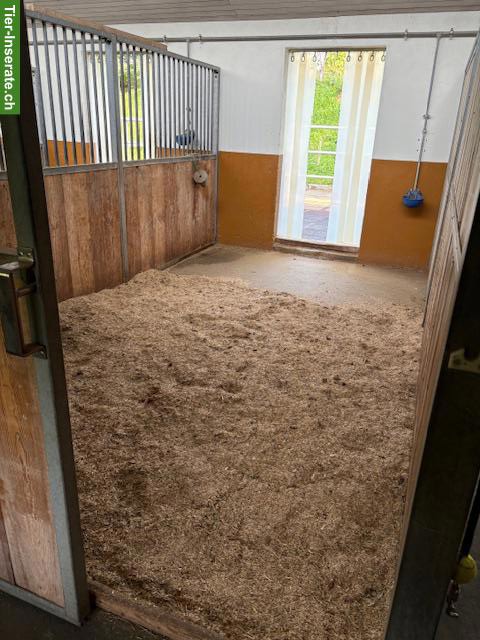 Helle Auslaufboxe in Romanshorn TG zu vermieten