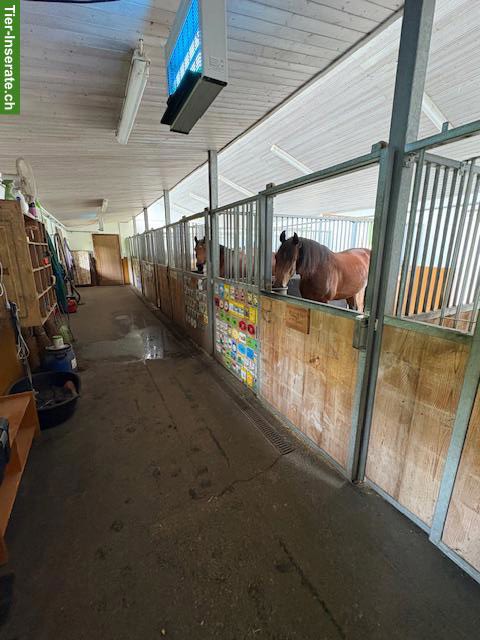 Bild 2: Helle Auslaufboxe in Romanshorn TG zu vermieten