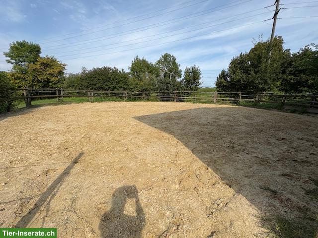 Bild 5: Helle Auslaufboxe in Romanshorn TG zu vermieten