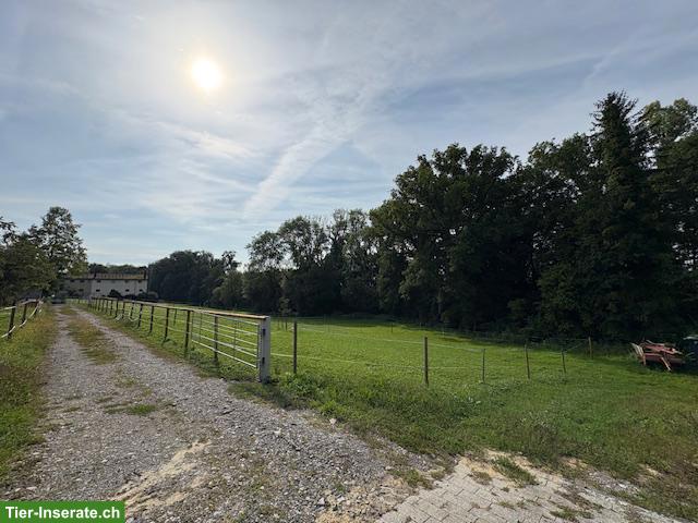 Bild 6: Helle Auslaufboxe in Romanshorn TG zu vermieten