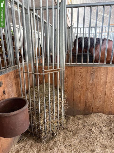 Bild 7: Helle Auslaufboxe in Romanshorn TG zu vermieten